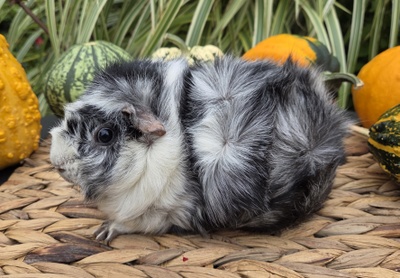 Rosetten Mädel Nadeshda